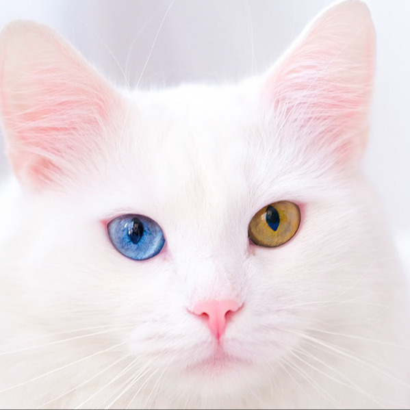 Elly :arevbunhdhappyhop:  :r_trans_8bit: :determination: