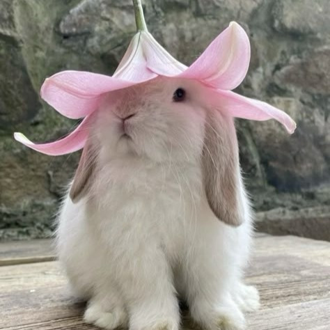 Elly :arevbunhdhappyhop: :determination: 's avatar
